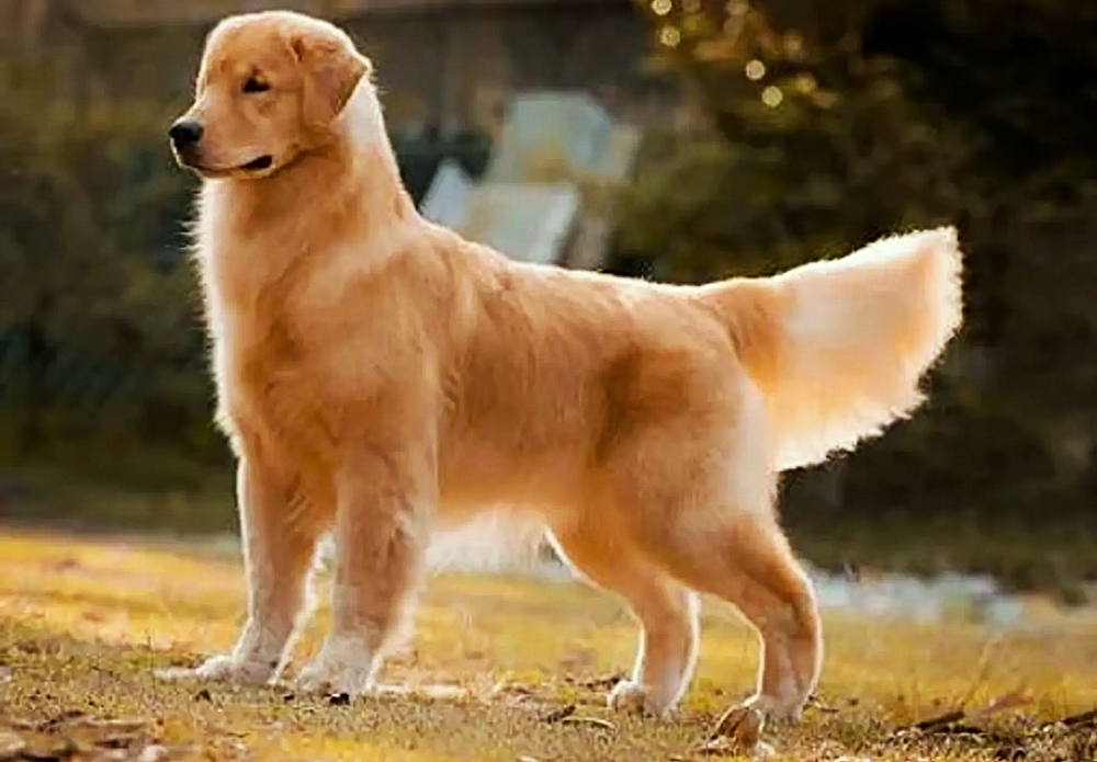 Golden Retriever 3x5 Photo Magnet for Fridge or Lockers  