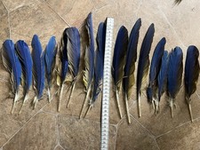 15 mittellange Papageienfedern vom Gelbbrustara Ara Vogelfedern - Paket 4