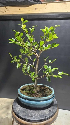 Ficus with great nebari In Ceramic Pot