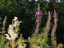 Photo 6x4 Flowers along Dreybury Lane Beaworthy Meadowsweet (Filipendula  c2007