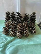 PINECONE QUEEN OF NEW MEXICO PONDEROSA PINE O,No Cones Are Falling! READ DETAILS