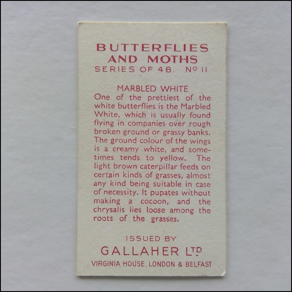 Gallaher Butterflies And Moths 11 Marbled White Cigarette Card (CC6) eBay