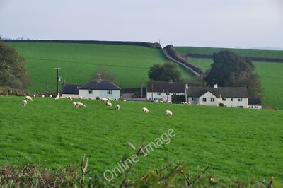 Photo 6x4 Mid Devon : Sheep in a Grassy Field Washfield Several sheep gra c2011