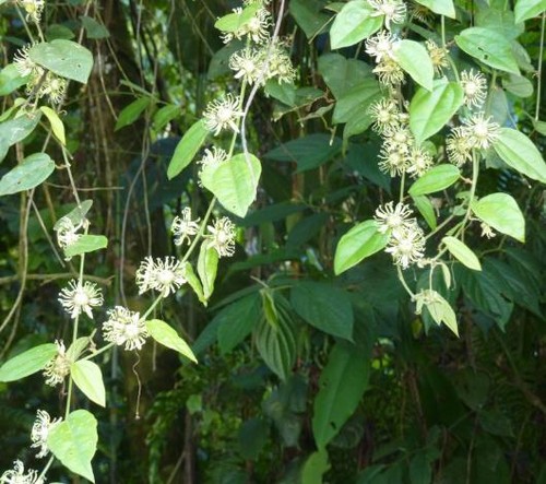 Passiflora auriculata, Black Sweet Passion Fruit Granadilla - 5 Semi - Picture 2 of 8