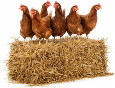 Lettiera in Paglia Bio 10 Kg per Polli, Cavalli, Galline, Asini, Puledri – Pagli