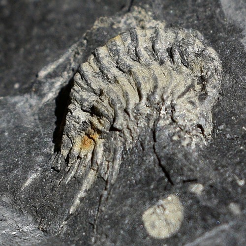 Double Leonaspis Trilobite Plate – Authentic Silurian Fossil from Bolivia - Picture 8 of 14