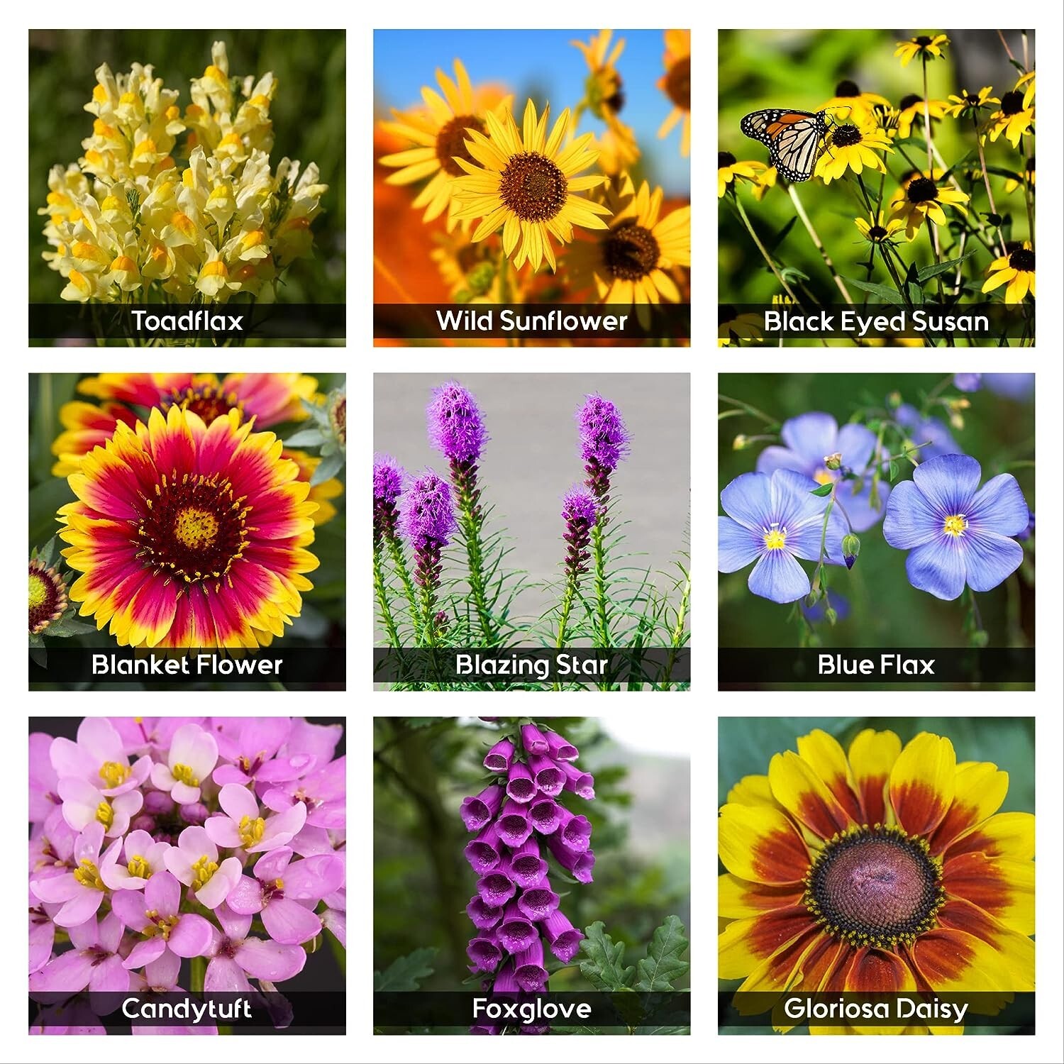 85000 Wildflower Seeds 35 Varietiey Wild Flowers Bulk Flower Seeds Mix