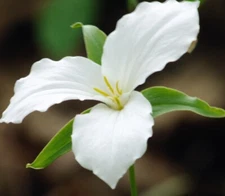 5 WHITE TRILLIUM GRANDIFLORUM  NATIVE Perennial WILDFLOWERS BULBS