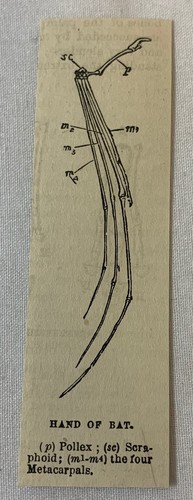 1880 small magazine engraving ~ HAND OF A BAT bone diagram