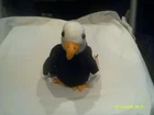 Vtg. Ty Beanie Baby-Baldy the Eagle-org tags-DOB 2/17/1996