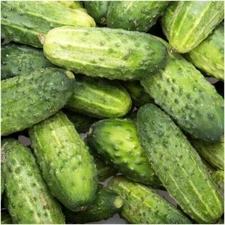 SMR58 Cucumber Seeds 50+ Wisconsin Pickling Vegetable NON-GMO FREE SHIPPING