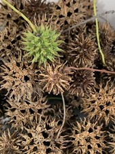 Sweet Gum Balls Witches Burr Balls Spells Crafts 20 Balls USPS FAST SHIP