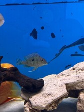 Geophagus Red Head Tapajos Cichlid 3.5/4"