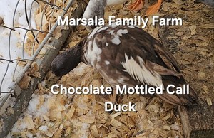 6 Chocolate and Chocolate Mottled Call Duck Hatching Eggs-Presale April