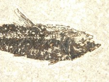 50 Million Year Old Knightia FISH Fossil From Fossil LAKE Wyoming 243gr