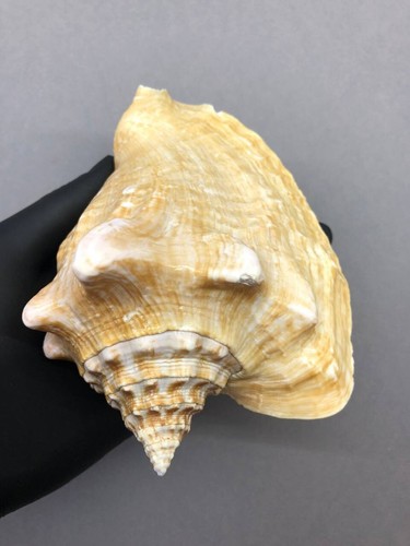 Strombus costatus 138.2 mm, Sea shell, Family Strombidae, collectible shell - Picture 13 of 15