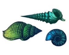 Seashells Set of 3 Colorful Vinyl Sticker - SELECT SIZE