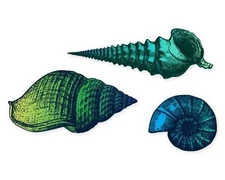 Seashells Set of 3 Colorful Vinyl Sticker - SELECT SIZE