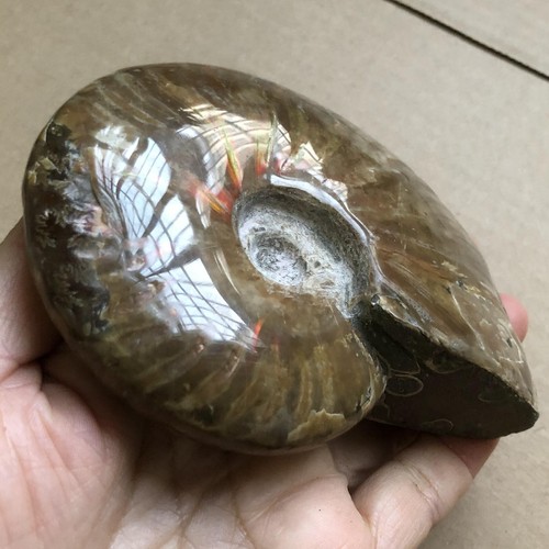 Rainbow!!! 389g Natural conch Ammonite fossil specimens of Madagascar 532 - Picture 8 of 13