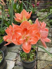 Imp. Amaryllis Lily Flower Bulbs Pack of 3 Bulbs ORANGE 