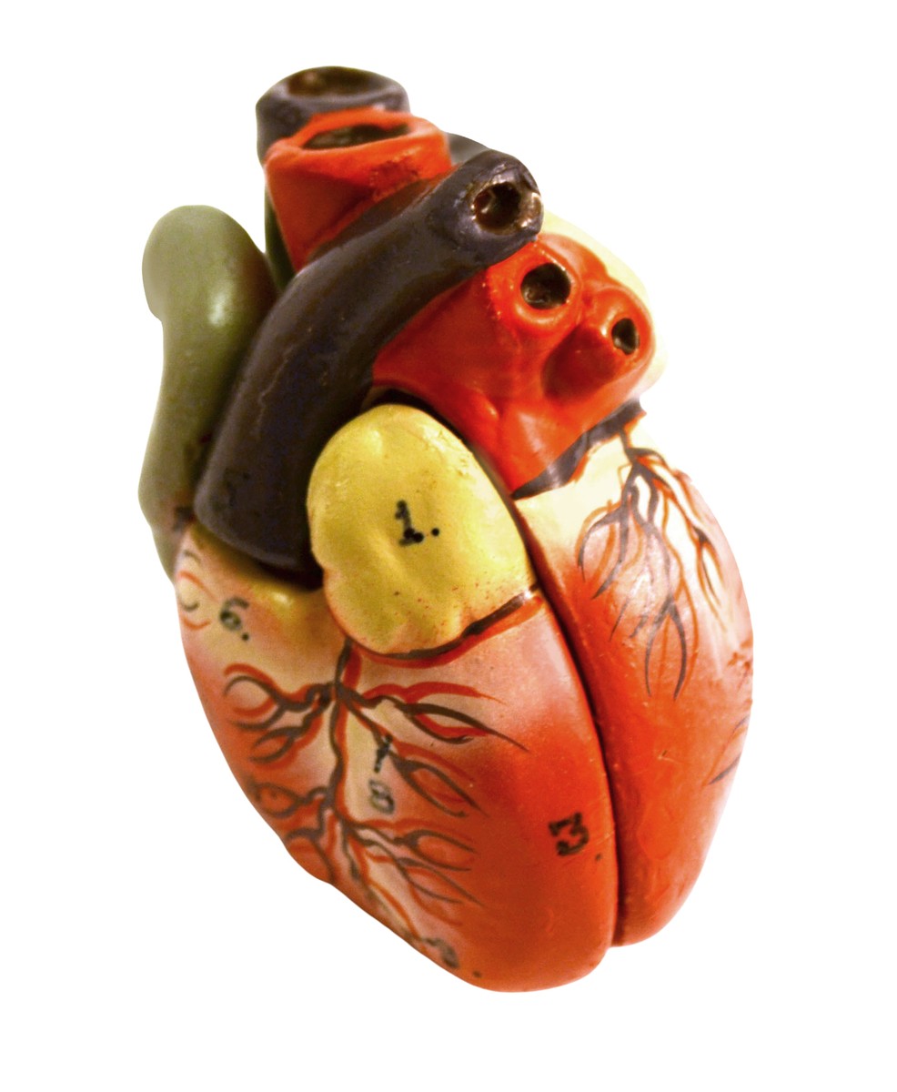 42CM 18 parti anatomia del corpo umano modello Torso senza sesso, 42CM modello di tronco umano senza sesso 18 parti 42CM 18 parti anatomia del corpo umano modello Torso senza sesso, 42CM modello di tronco umano senza sesso 18 parti