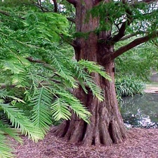 Dawn Redwood Tree Seeds (Metasequoia glyptostroboides) Fast Hardy Bonsai Plant