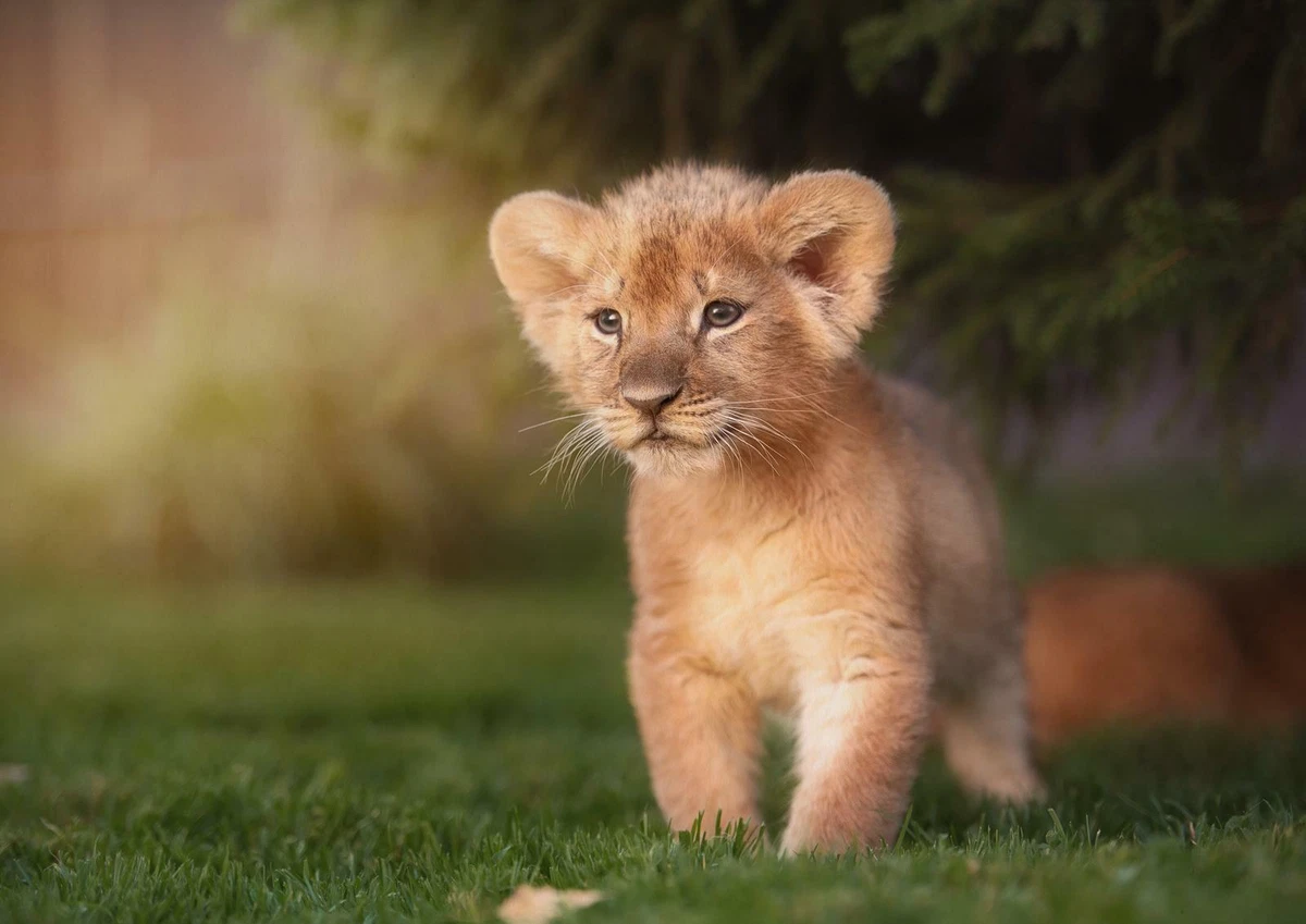 Baby cubs deals