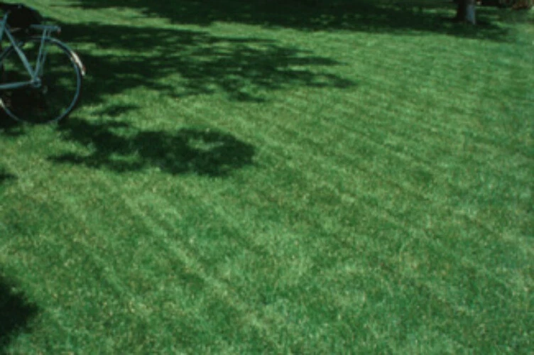 Grass 2024 seed types