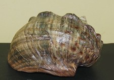 Conchiglia  Grande Marmoratus