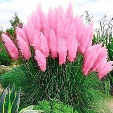 Pink Pampas Grass Seed Cortaderia Selloana  Free Shipping!