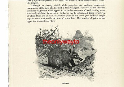 Ameisenbär (Erderferkel), Buchillustration (Druck), um 1916