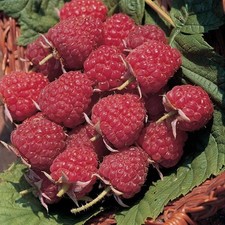 3 Raspberry Plants "Joan J" Thornless (3 Lrg Dormant Bare Root Canes) Zones: 4-8