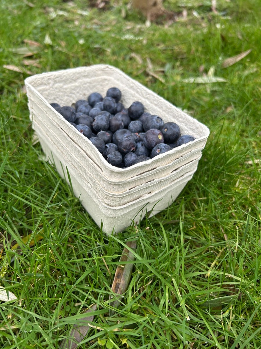 Fruit Punnets Packs Of 50 Biodegradable Paper Pulp