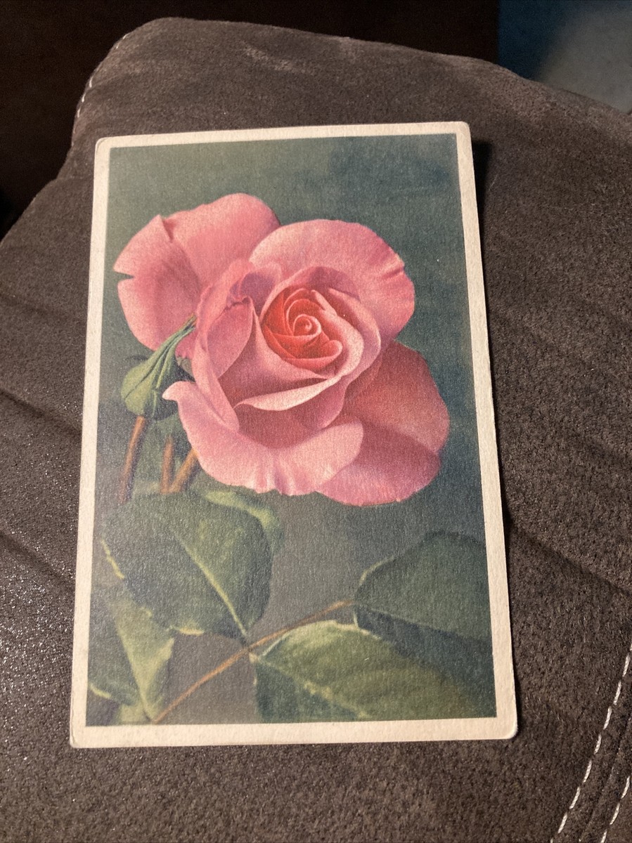 Pink - “Rosa-Rose” | eBay