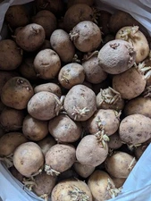 5 Tubers MEDIUM Seed Potato Kennebec White Seed Potatoes For Planting