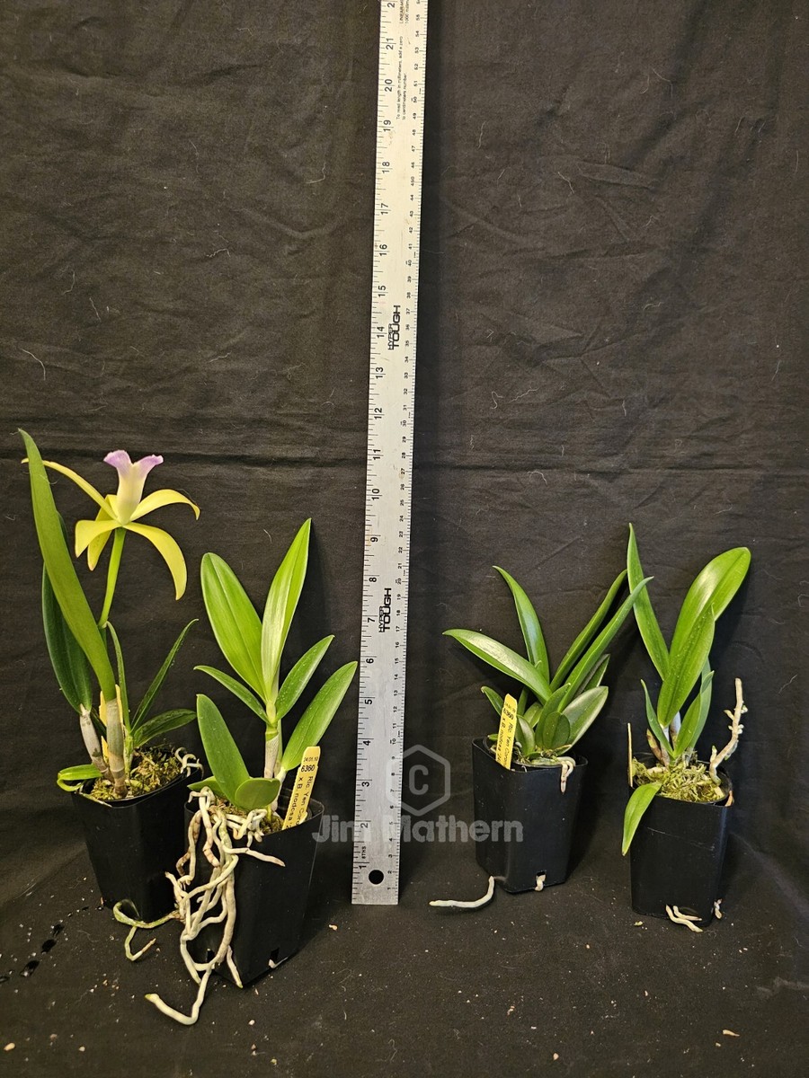 Rlc Yen Corona 'Green Genie' x Brassavola nodosa Blooming size