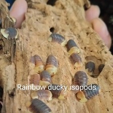 Rubber Ducky Isopods Rainbow Mix 25 Count
