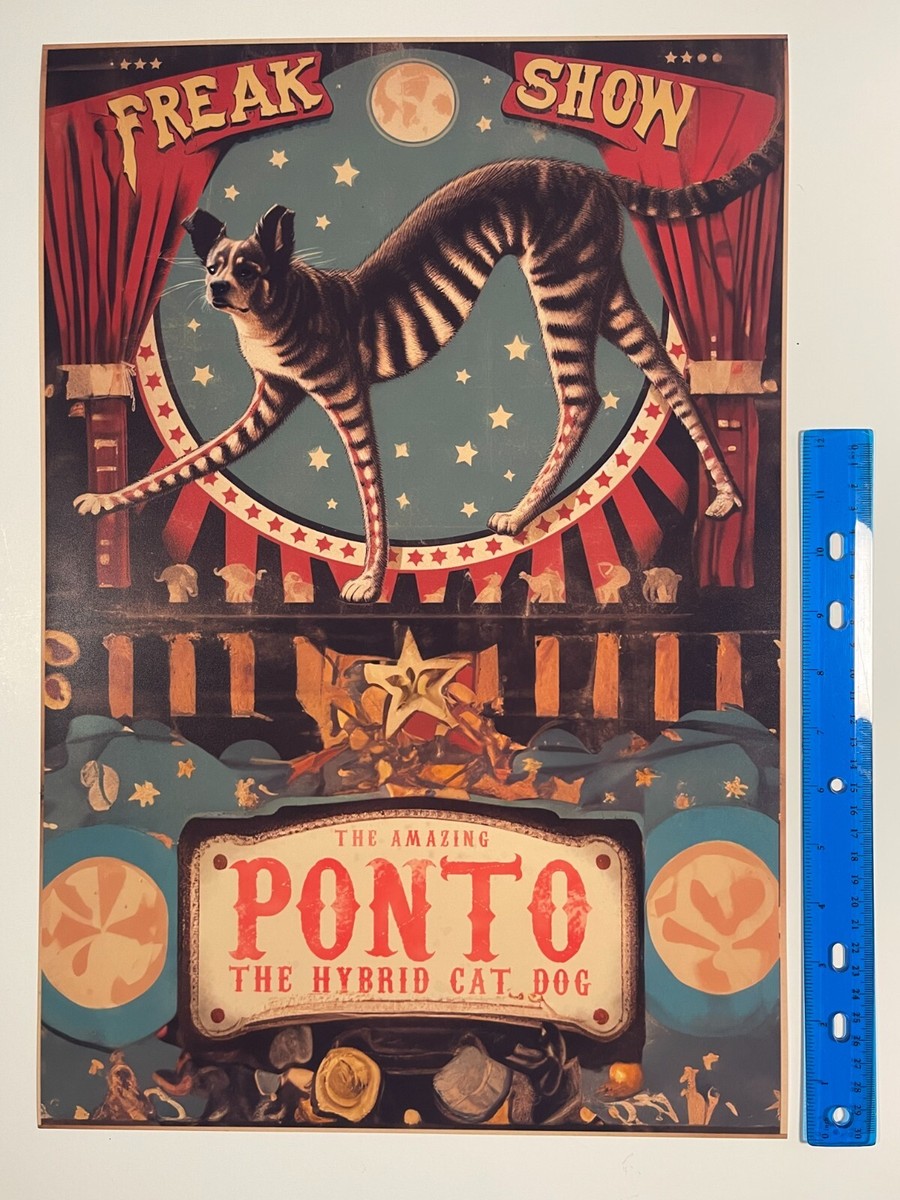 アート・デザイン・音楽 100 YEARS OF CIRCUS POSTERS Amazon.co.jp: 100 Years of Circus Posters : Rennert, Jack: 洋書