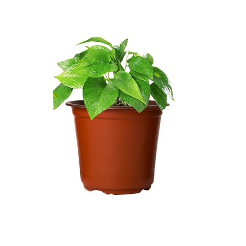 Bulk Plastic Plant Flower Pots Nursery Garden Plant Seedlings Pot Container AU - Picture 6 of 12
