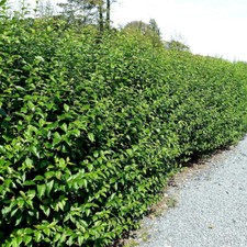 100 Green Privet Plants 2-3ft,Evergreen Hedging 60-90cm,Grow a Quick,Dense Hedge