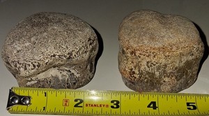 Mosasaur Vertebrae Fossils Bone Aquatic Dinosaur Marine Reptile from TX NSR 2 pc