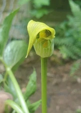 Arisaema Flavum x 3 Aroid Bulb Tuber Corm Bulbil Live Dormant Plant