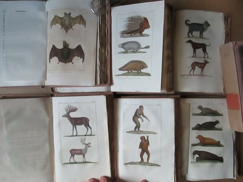 OEUVRES DE BUFFON et LACEPEDE, 1825-1828. 26 volumes, 217 planches coloriées. - Bild 6 von 12