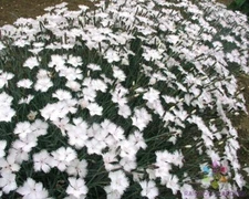 200+ Dianthus Greystone Carnation Seeds for Garden - USA - FREE SHIPPING!
