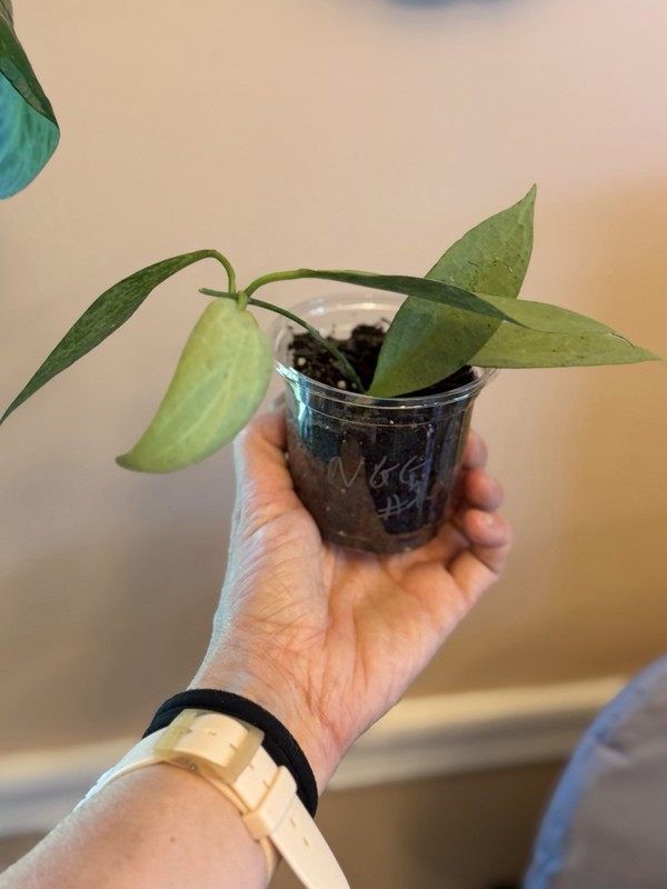 HOYA New Guinea Ghost NGG (id #2)