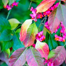 Spindle Tree, Euonymus Europaeus, In 1L Pot, Beautiful Pink Autumn