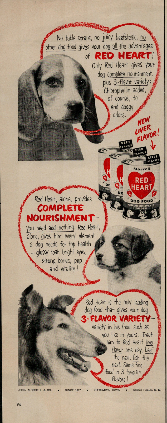 Collie St Bernard ? Vintage Print Ad 1317