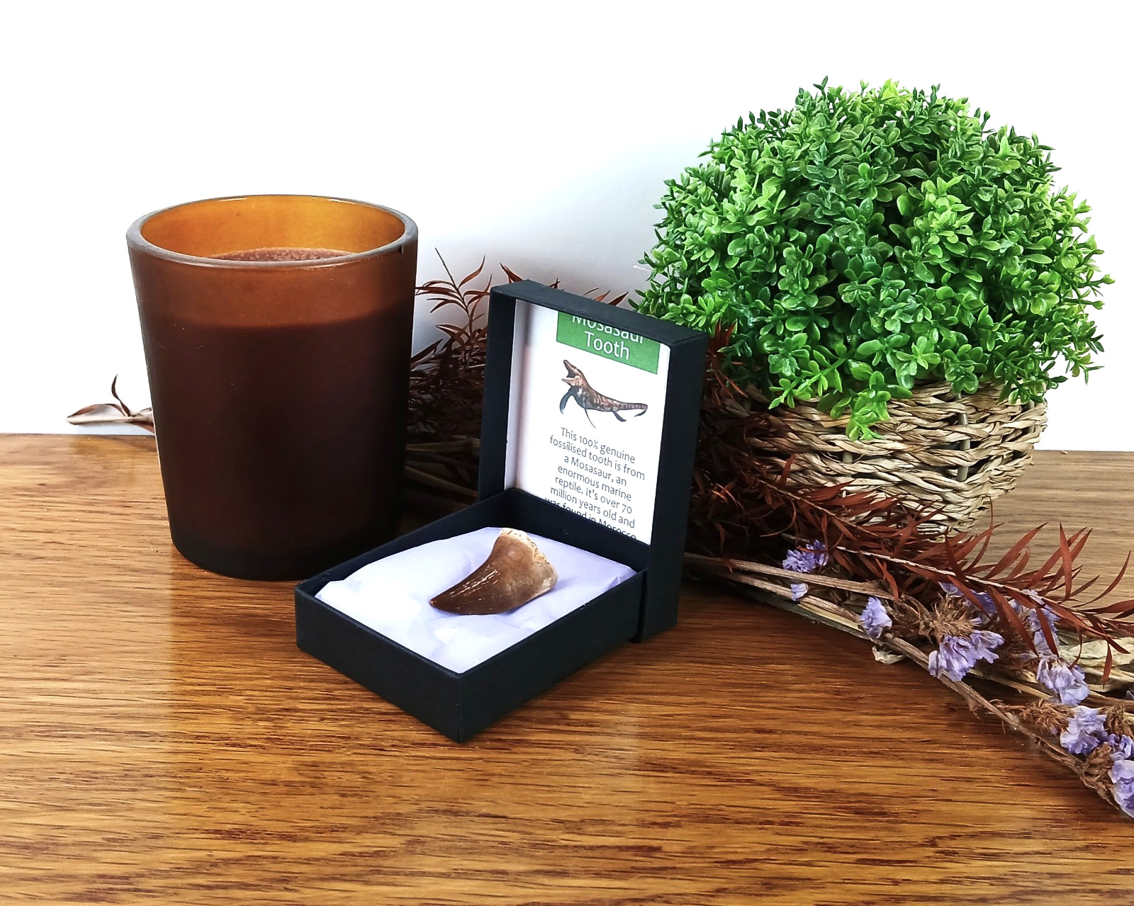100% Genuine Mosasaur Tooth Fossil Dinosaur Morocco 30mm in Presentation Box