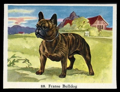 FRANZÖSISCHE BULLDOGGE Frenchi Hund Full Speed Zigarettenkarte - Niederländisch um 1954