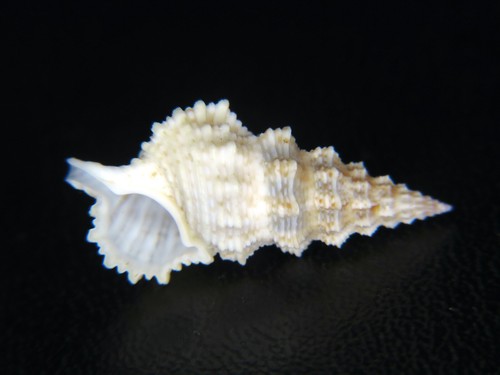 CERITHIUM COLUMNA: DIVER COLLECTED @ 90ft OFF WAIANAE AT 24.52mm!